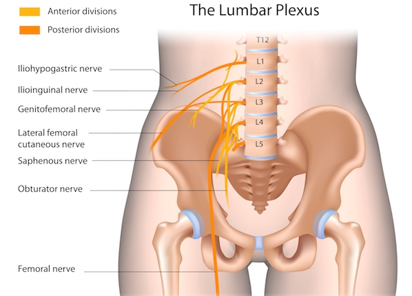 健康・医学 Peripheral Nerve Entrapments Peripheral Entrapment Neurapathy Charts
